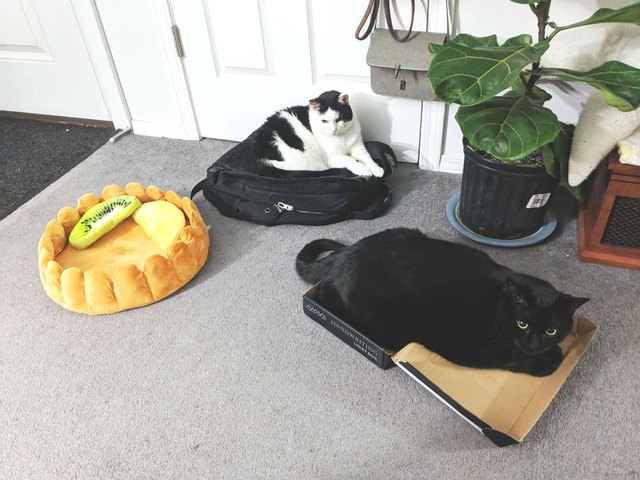 Illustration de l'article : 17 chats qui ont décidé de dormir partout sauf dans leur panier