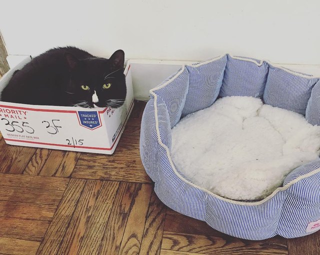 Illustration de l'article : 17 chats qui ont décidé de dormir partout sauf dans leur panier