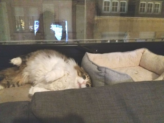 Illustration de l'article : 17 chats qui ont décidé de dormir partout sauf dans leur panier