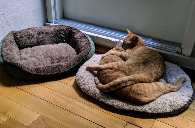 Illustration de l'article : 17 chats qui ont décidé de dormir partout sauf dans leur panier
