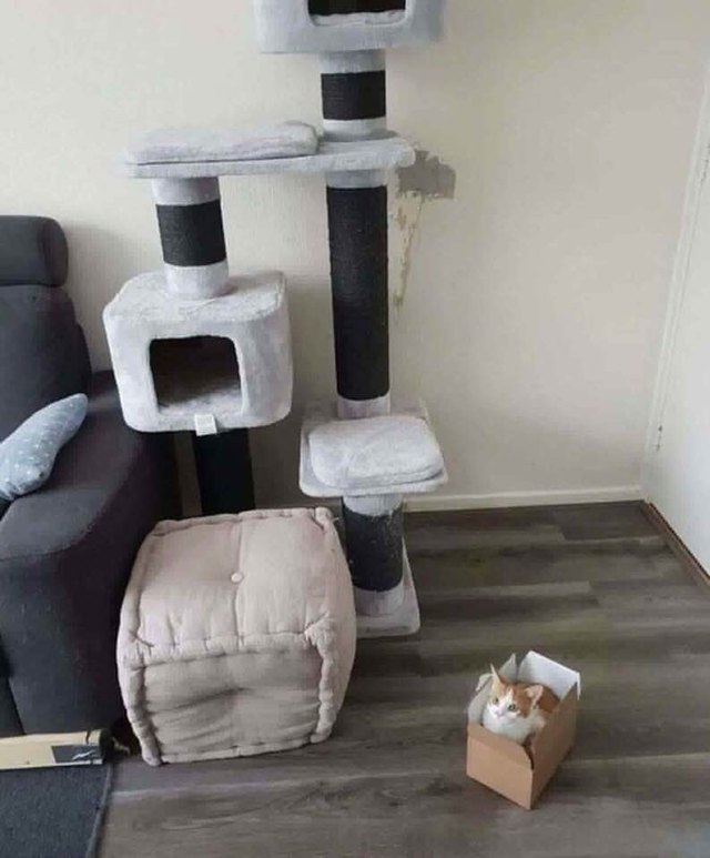 Illustration de l'article : 17 chats qui ont décidé de dormir partout sauf dans leur panier