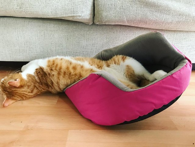 Illustration de l'article : 17 chats qui ont décidé de dormir partout sauf dans leur panier