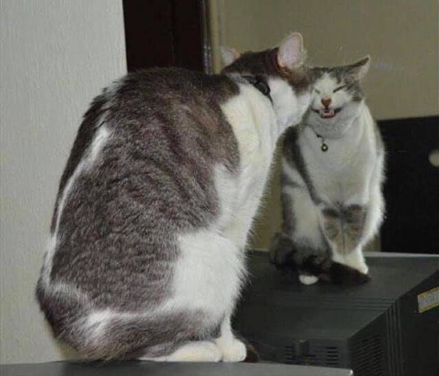 Illustration de l'article : 20 photos de chats hilarantes, car prises au meilleur moment possible !