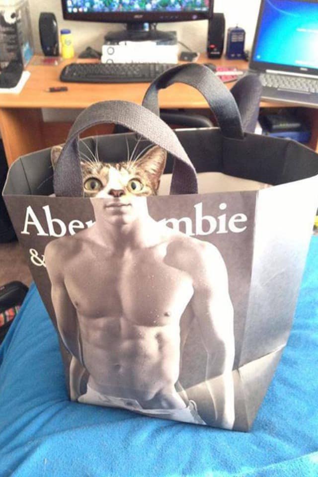 Illustration de l'article : 20 photos de chats hilarantes, car prises au meilleur moment possible !
