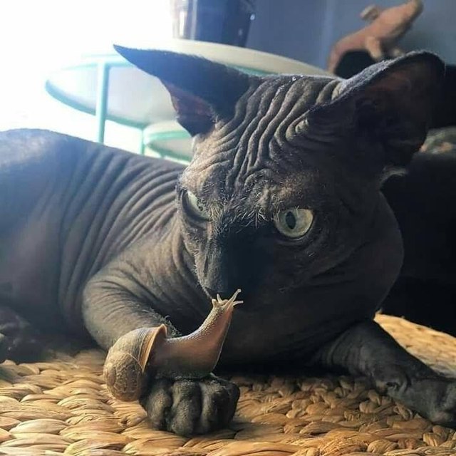Illustration de l'article : 20 photos de chats hilarantes, car prises au meilleur moment possible !
