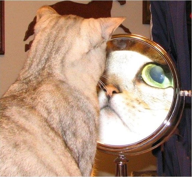 Illustration de l'article : 20 photos de chats hilarantes, car prises au meilleur moment possible !