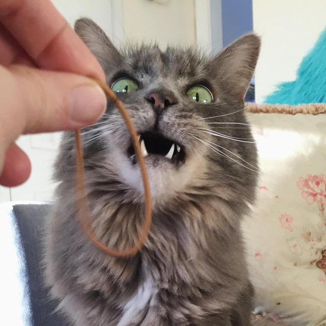 Illustration de l'article : 20 photos de chats hilarantes, car prises au meilleur moment possible !