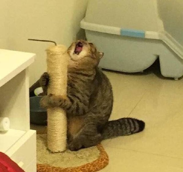 Illustration de l'article : 20 photos de chats hilarantes, car prises au meilleur moment possible !