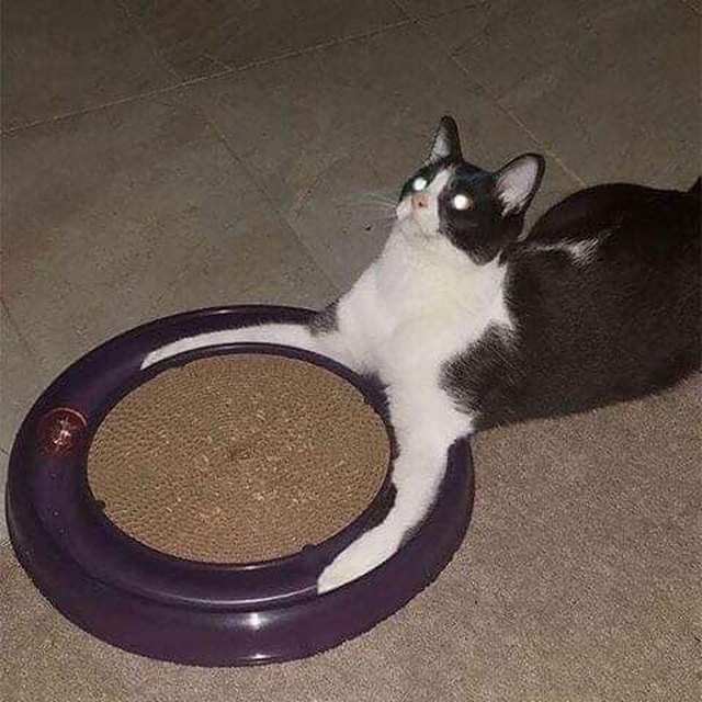 Illustration de l'article : 20 photos de chats hilarantes, car prises au meilleur moment possible !