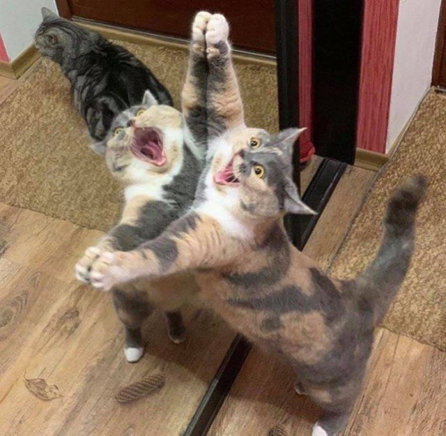 Illustration de l'article : 20 photos de chats hilarantes, car prises au meilleur moment possible !