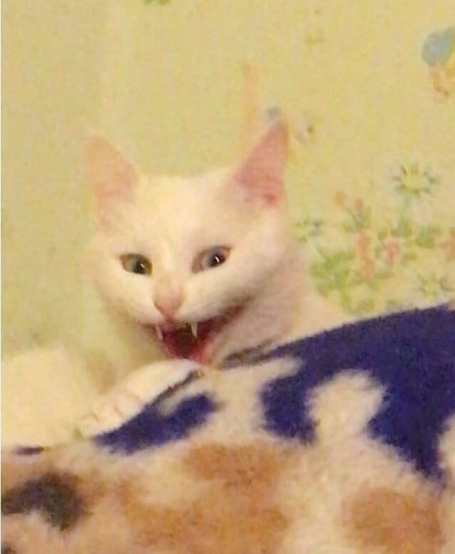 Illustration de l'article : 20 photos de chats hilarantes, car prises au meilleur moment possible !