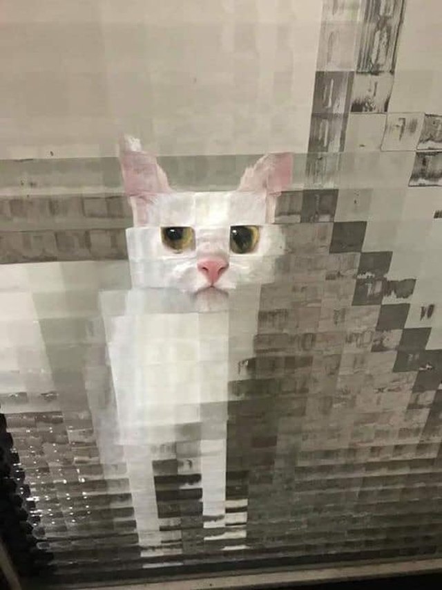 Illustration de l'article : 20 photos de chats hilarantes, car prises au meilleur moment possible !