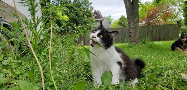 Illustration de l'article : 20 photos de chats hilarantes, car prises au meilleur moment possible !