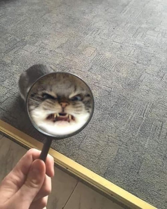 Illustration de l'article : 20 photos de chats hilarantes, car prises au meilleur moment possible !