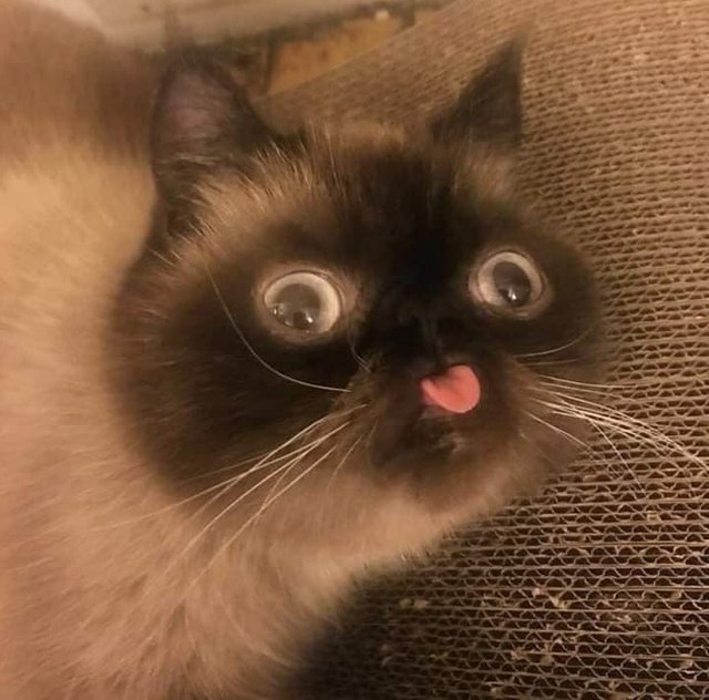 Illustration de l'article : 20 photos de chats hilarantes, car prises au meilleur moment possible !