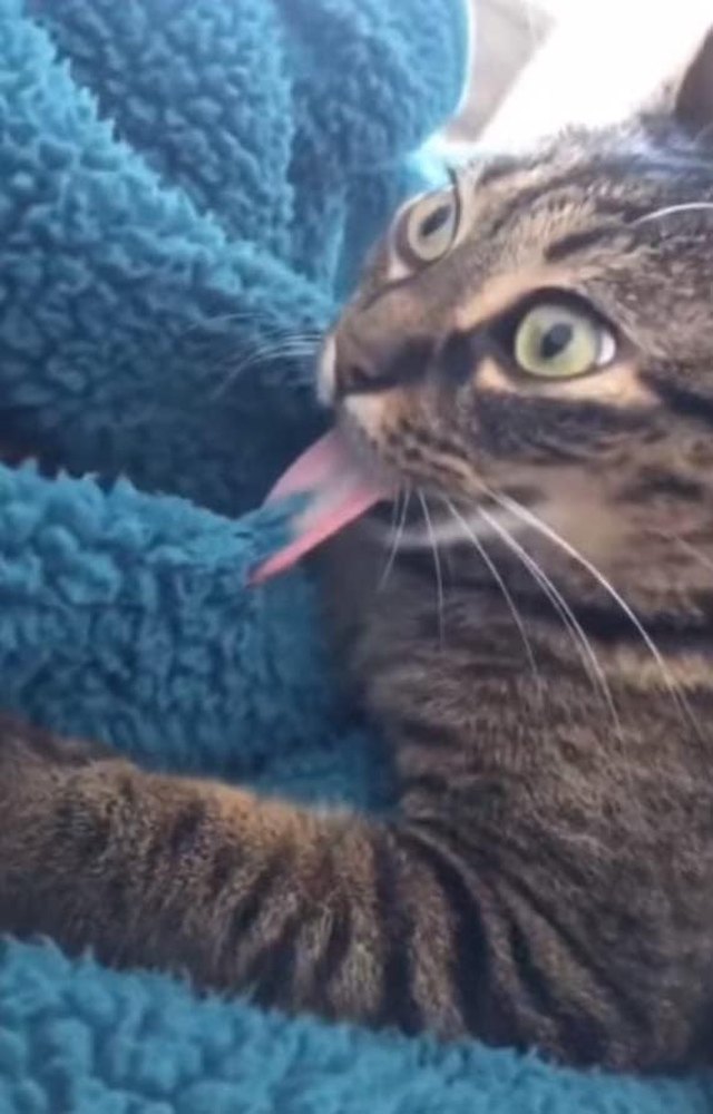 Illustration de l'article : 20 photos de chats hilarantes, car prises au meilleur moment possible !