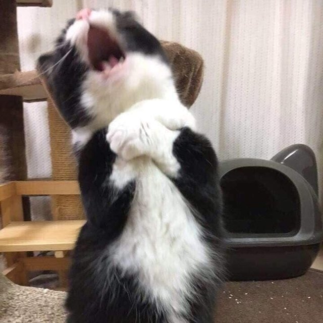 Illustration de l'article : 20 photos de chats hilarantes, car prises au meilleur moment possible !