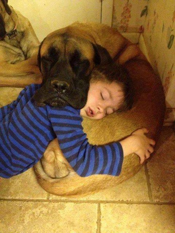 Illustration de l'article : 15 photos montrant que rien n’égale les liens entre animaux de compagnie et humains