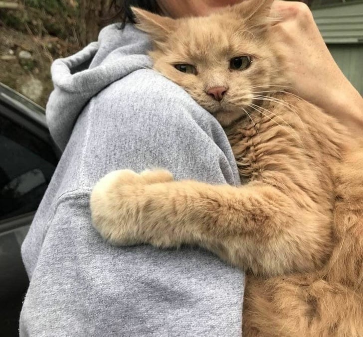 Illustration de l'article : 15 photos montrant que rien n’égale les liens entre animaux de compagnie et humains