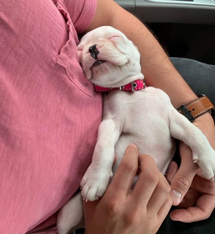 Illustration de l'article : 15 photos montrant que rien n’égale les liens entre animaux de compagnie et humains