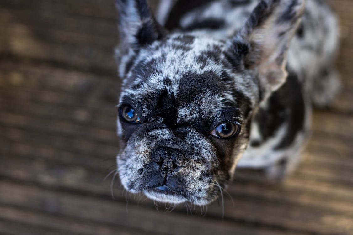 Illustration de l'article : Les chiens se sentent-ils vraiment coupables après avoir mal agi ?