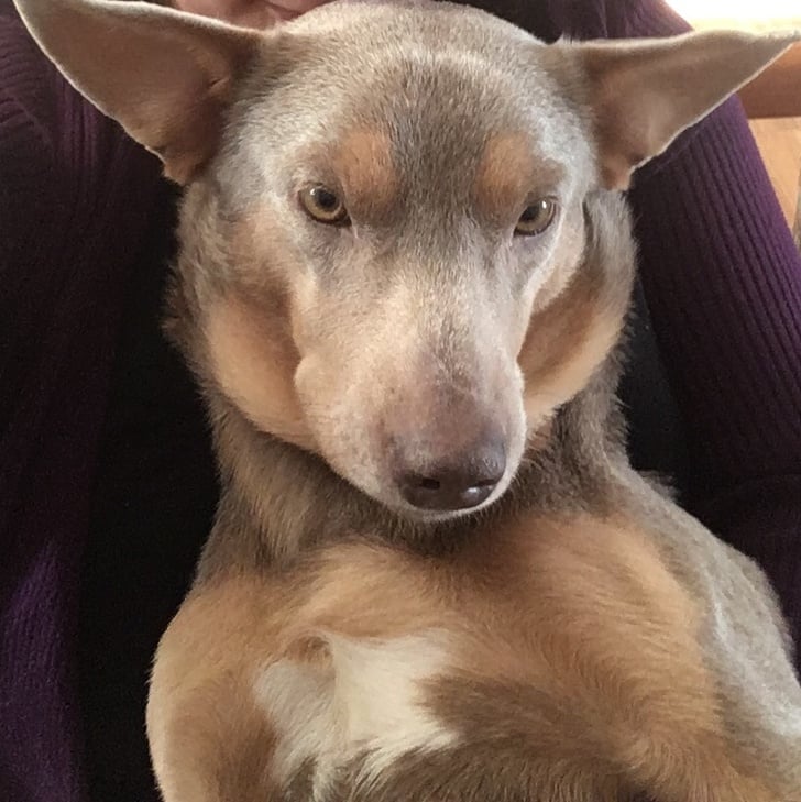Illustration de l'article : 19 photos de chiens croisés qui vous communiqueront leur joie de vivre