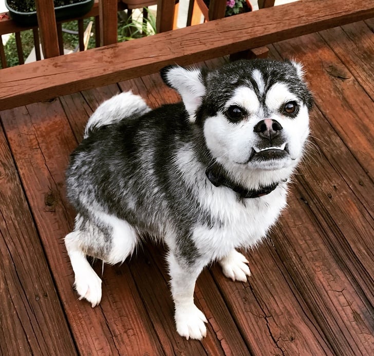 Illustration de l'article : 19 photos de chiens croisés qui vous communiqueront leur joie de vivre