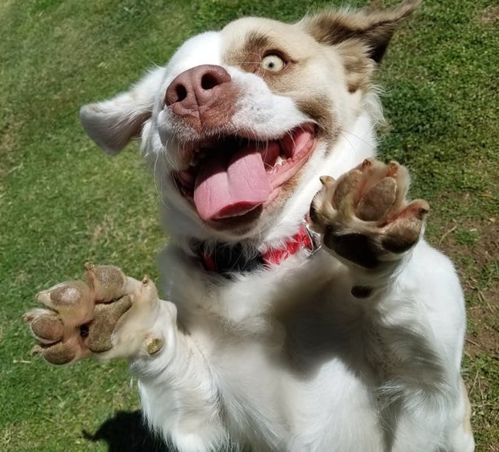 Illustration de l'article : 19 photos de chiens croisés qui vous communiqueront leur joie de vivre