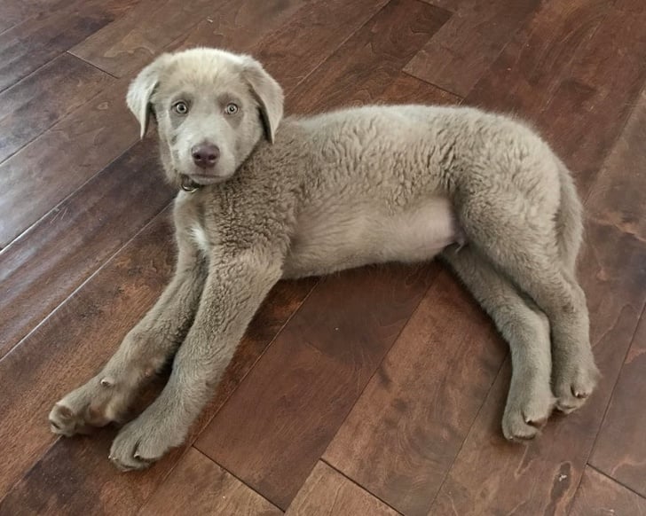 Illustration de l'article : 19 photos de chiens croisés qui vous communiqueront leur joie de vivre