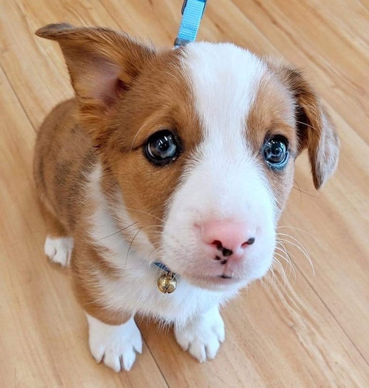 Illustration de l'article : 19 photos de chiens croisés qui vous communiqueront leur joie de vivre
