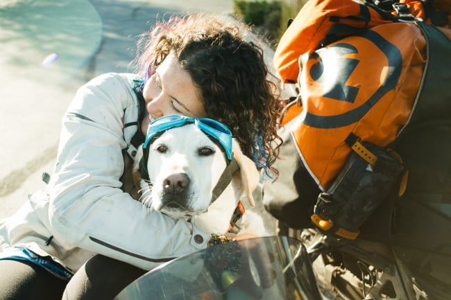 Illustration de l'article : La loyauté du chien illustrée en 15 photos