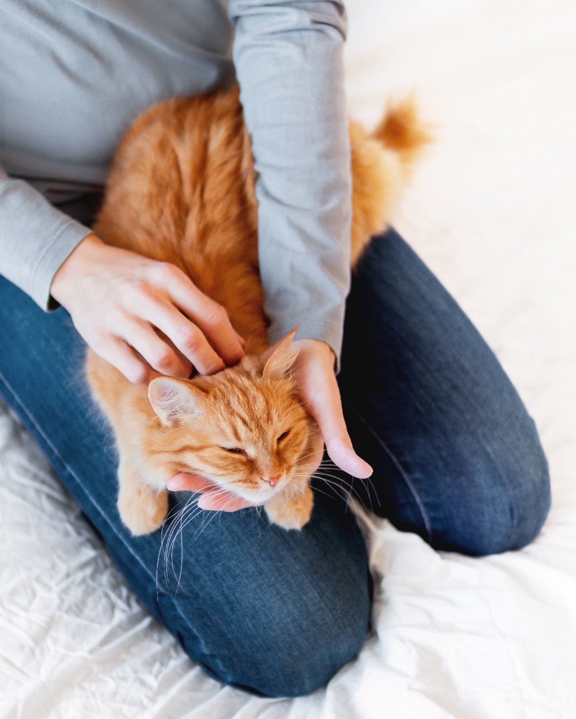 7 Techniques Pour Masser Son Chat 7 Techniques Pour Masser Son Chat