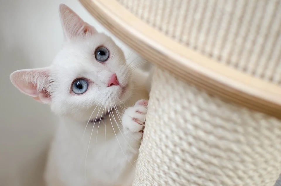 5 Astuces Pour Eviter Les Griffures De Chat Sur Le Mobilier