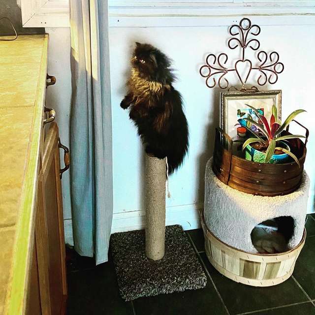 Ce Chaton A Trouve Un Moyen Surprenant D Observer Sa Maitresse Ce Chaton A Trouve Un Moyen Surprenant D Observer Sa Maitresse