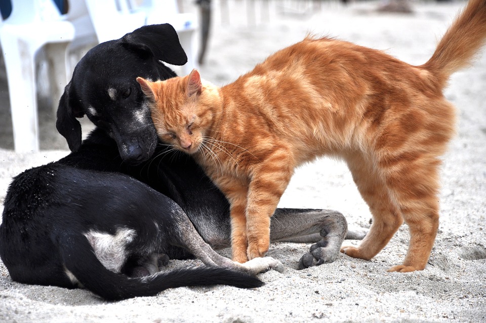 Illustration de l'article : Les chiens et les chats retirés de la liste des animaux comestibles en Chine