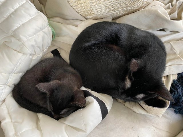 Illustration de l'article : 17 photos de chats devenus experts en géométrie au cours d'une sieste !