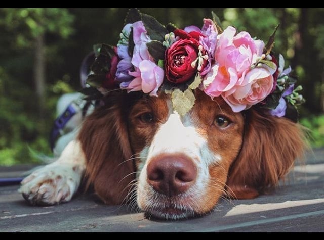 Illustration de l'article : 18 chiens qui ont fière allure avec leur couronne de fleurs sur la tête