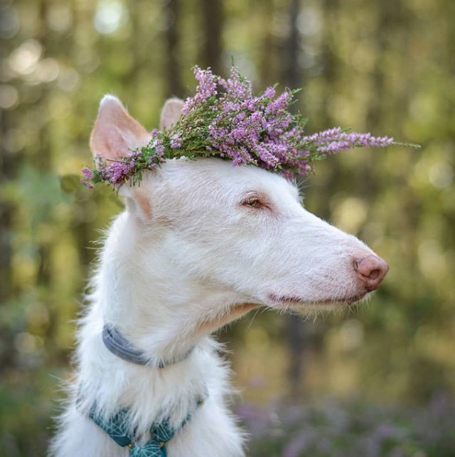 Illustration de l'article : 18 chiens qui ont fière allure avec leur couronne de fleurs sur la tête