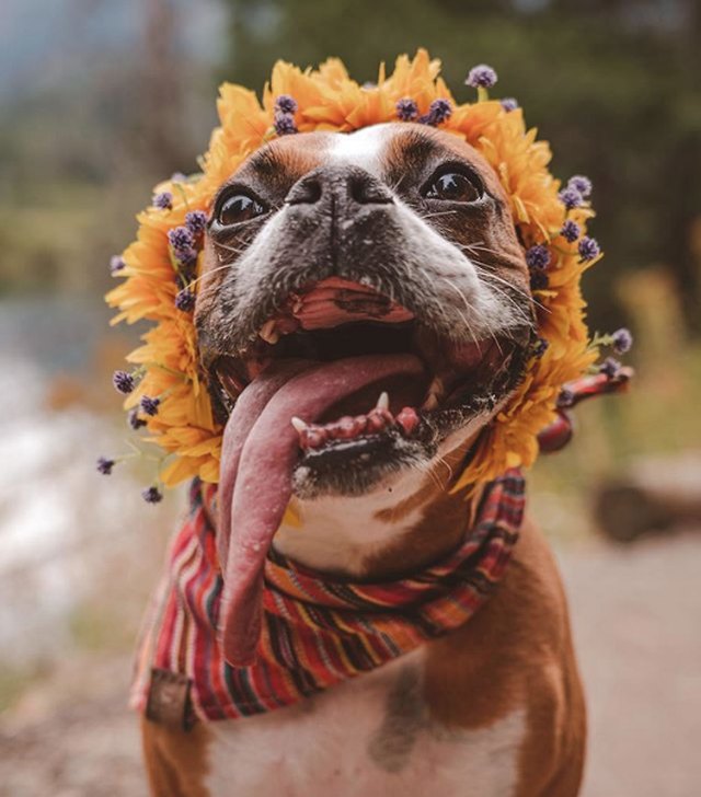 Illustration de l'article : 18 chiens qui ont fière allure avec leur couronne de fleurs sur la tête