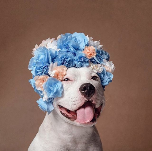 Illustration de l'article : 18 chiens qui ont fière allure avec leur couronne de fleurs sur la tête