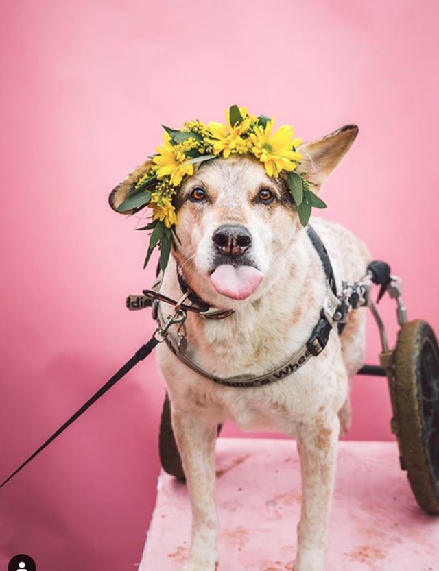 Illustration de l'article : 18 chiens qui ont fière allure avec leur couronne de fleurs sur la tête