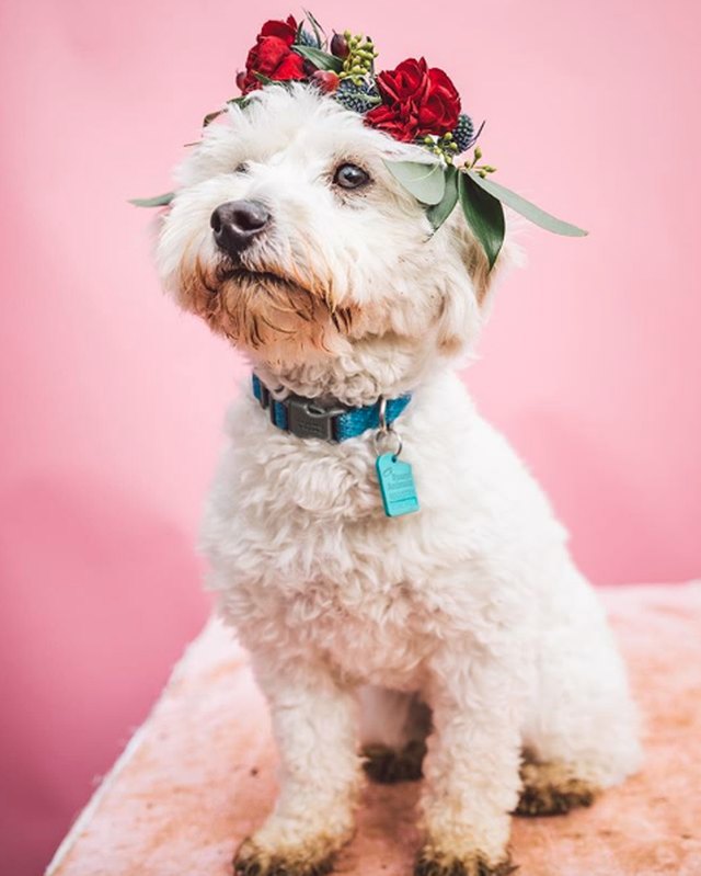 Illustration de l'article : 18 chiens qui ont fière allure avec leur couronne de fleurs sur la tête