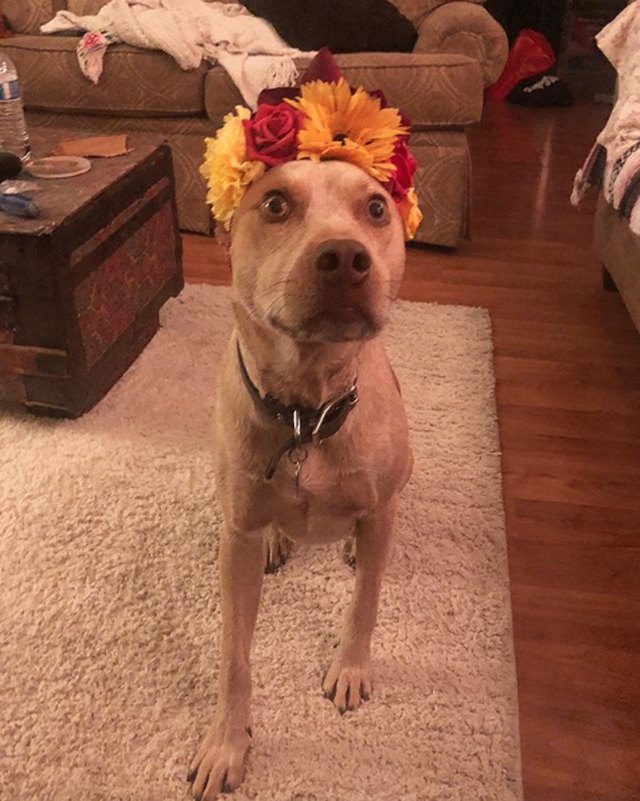 Illustration de l'article : 18 chiens qui ont fière allure avec leur couronne de fleurs sur la tête