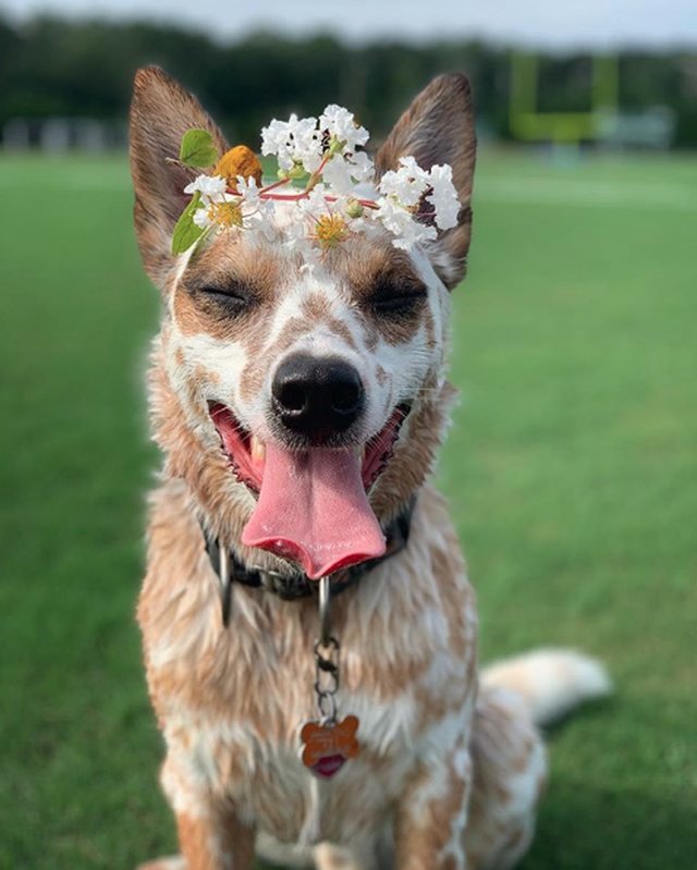 Illustration de l'article : 18 chiens qui ont fière allure avec leur couronne de fleurs sur la tête