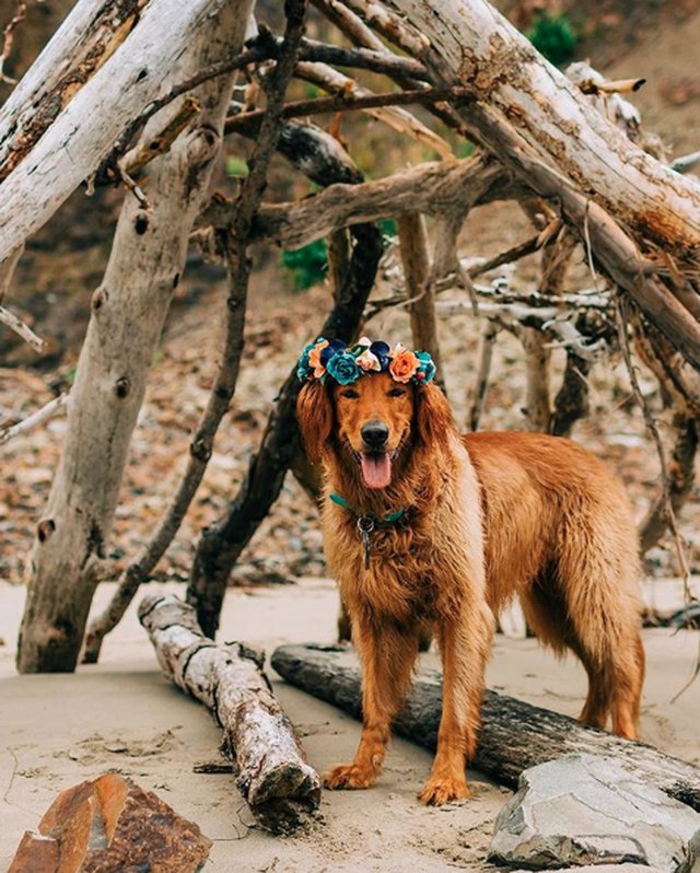 Illustration de l'article : 18 chiens qui ont fière allure avec leur couronne de fleurs sur la tête