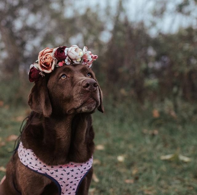 Illustration de l'article : 18 chiens qui ont fière allure avec leur couronne de fleurs sur la tête