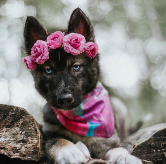 Illustration de l'article : 18 chiens qui ont fière allure avec leur couronne de fleurs sur la tête
