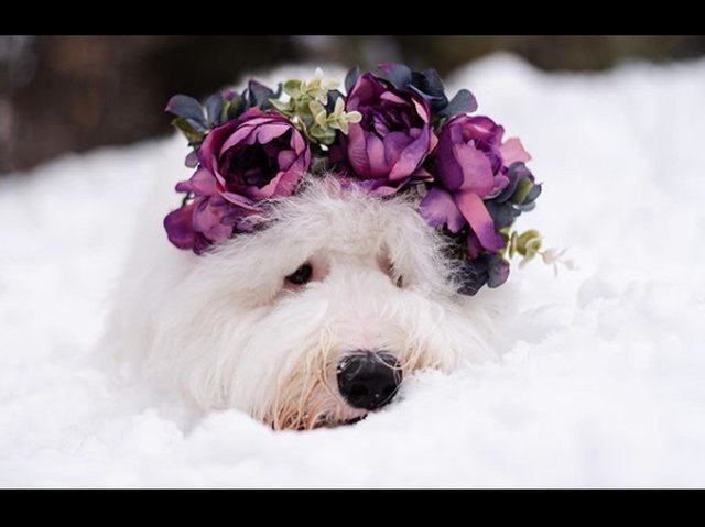 Illustration de l'article : 18 chiens qui ont fière allure avec leur couronne de fleurs sur la tête