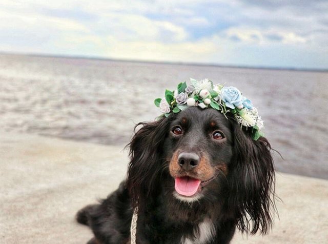 Illustration de l'article : 18 chiens qui ont fière allure avec leur couronne de fleurs sur la tête