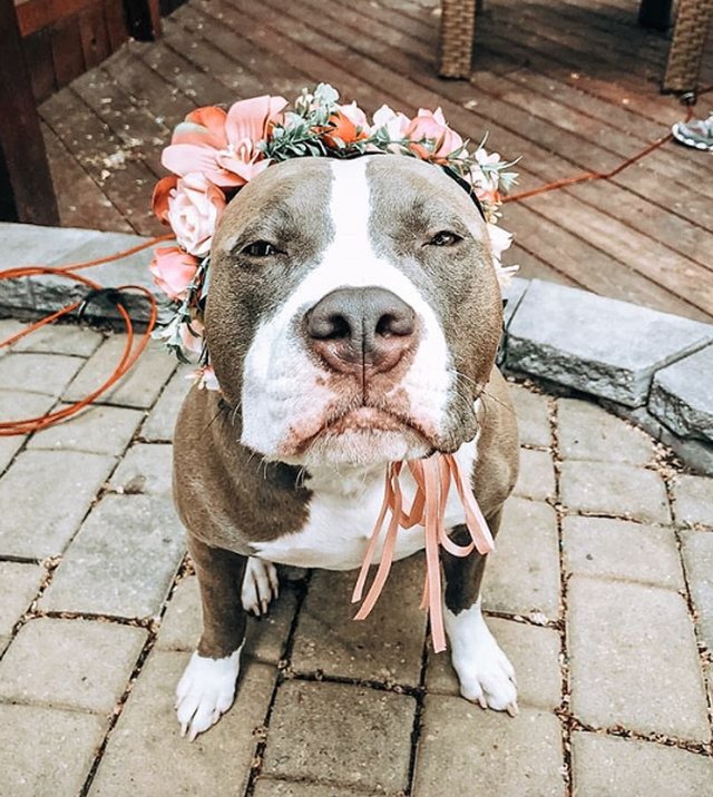 Illustration de l'article : 18 chiens qui ont fière allure avec leur couronne de fleurs sur la tête
